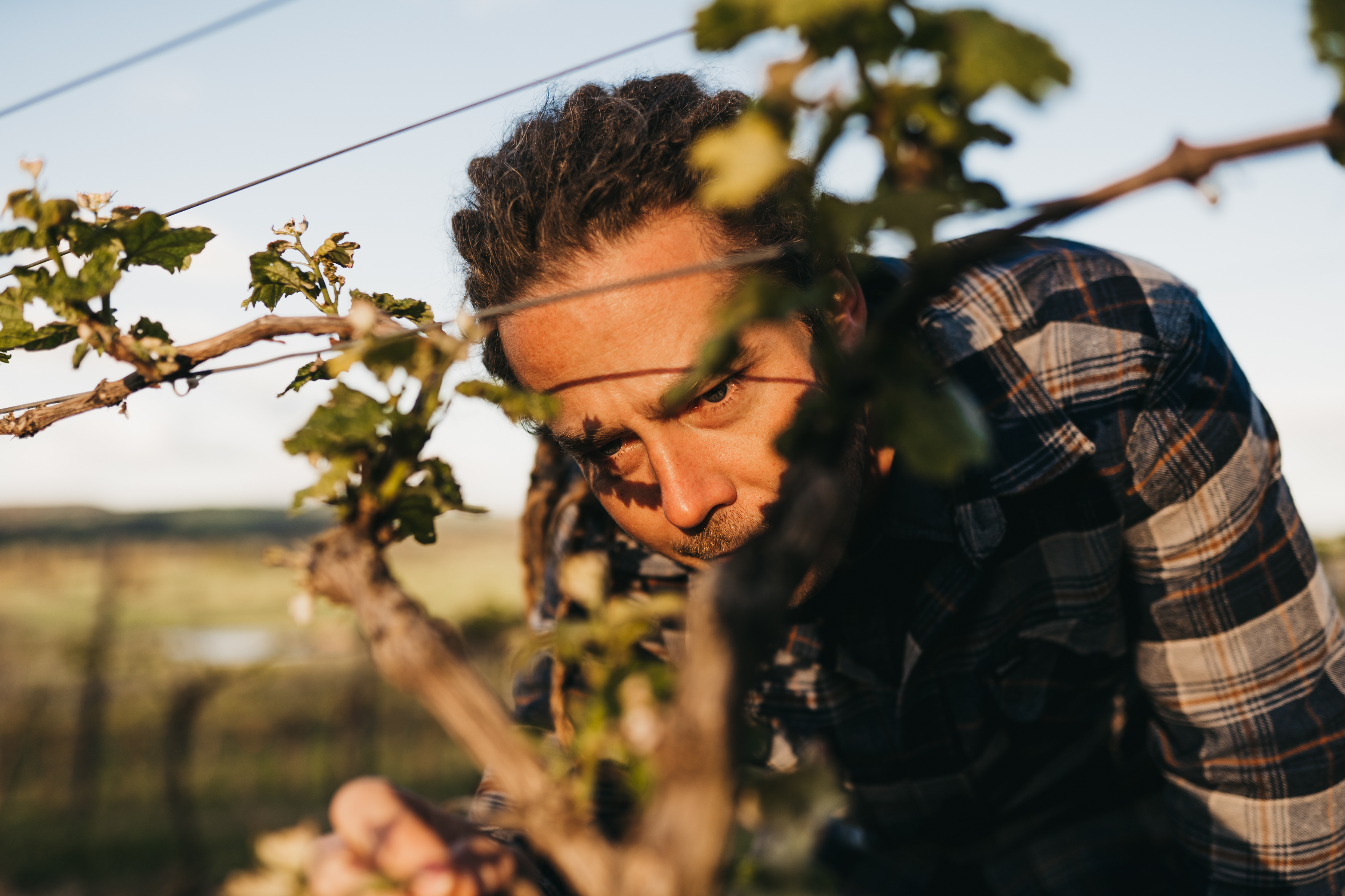Man inspecting grapes at the vineyard